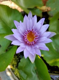 Close-up of purple flowering plant