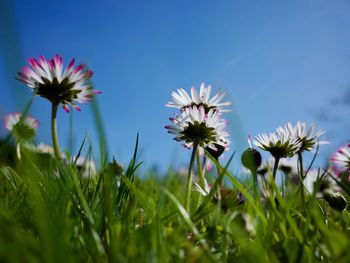 Close-up of flowers against blue sky