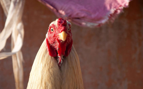 Close-up of rooster