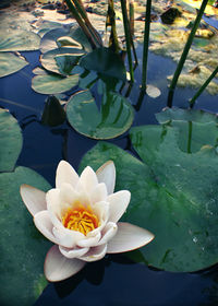 Close-up of lotus water lily