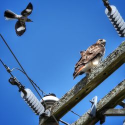 Low angle view of birds flying against clear blue sky