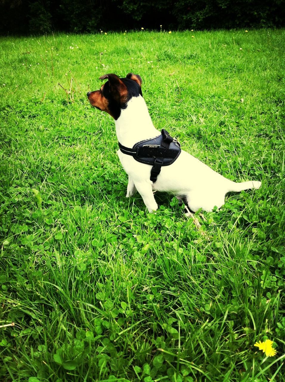 grass, pets, dog, domestic animals, grassy, one animal, animal themes, field, mammal, green color, full length, running, lawn, one person, growth, grassland, high angle view, pet collar, day, nature