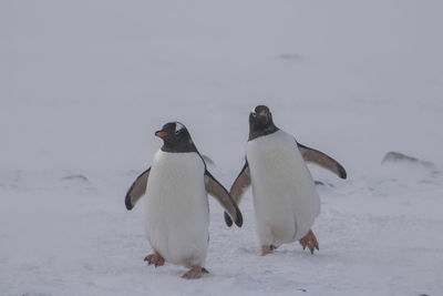 View of birds on snow covered landscape