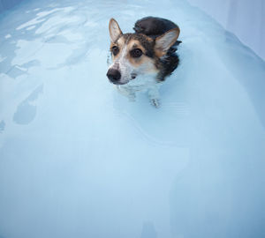 Dog in swimming pool