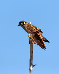 Low angle view of eagle perching on a tree