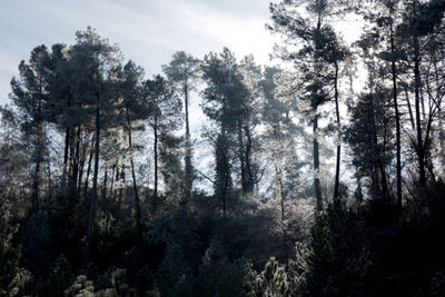 Trees in forest