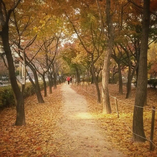 tree, the way forward, treelined, diminishing perspective, tree trunk, footpath, vanishing point, tranquility, growth, transportation, nature, road, autumn, tranquil scene, incidental people, beauty in nature, street, branch, walking