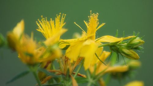 Close-up of yellow flowering plant