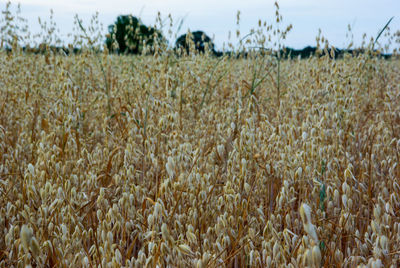 View of wheat field against sky