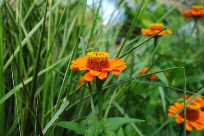 Close-up of orange flowering plant on field