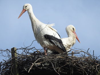 Low angle view of birds in nest against sky