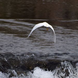 Bird flying over a water