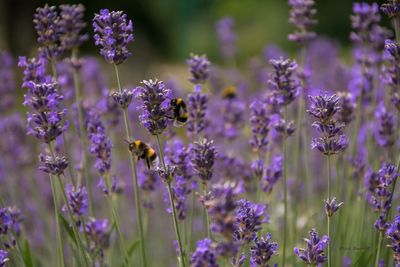 Close-up of bee on purple flowers