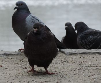 Close-up of pigeons