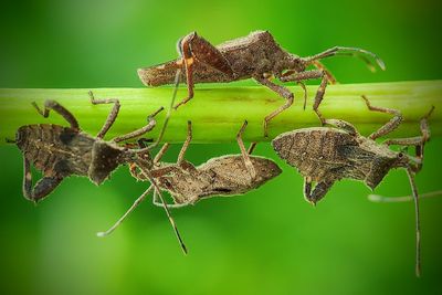 Close-up of insect on plant