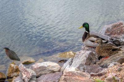 Close-up of ducks on rock in lake