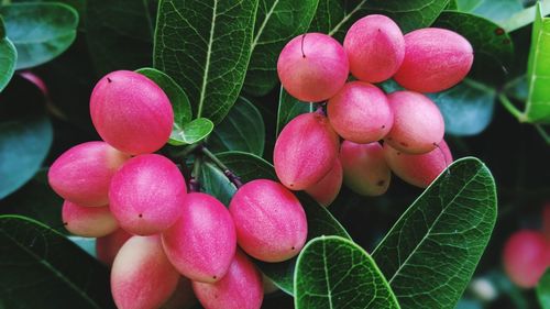 Close-up of fruits on plant