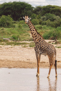 Portrait of giraffe  walking on field