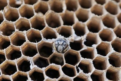 Close-up of bee on beehive