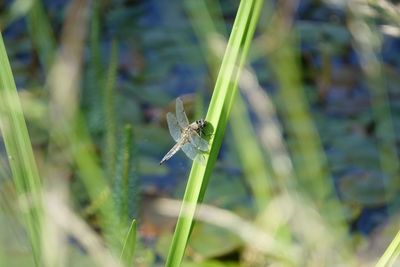 Close-up of insect on grass