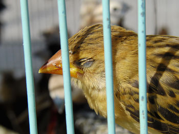 Close-up of bird in cage