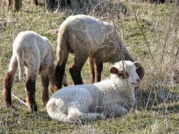 Sheep grazing on field