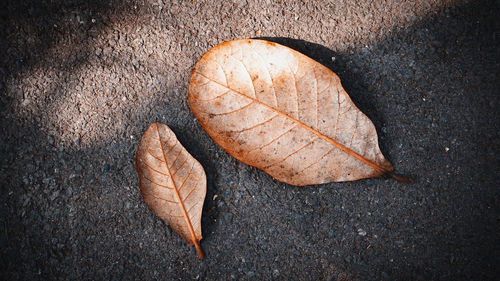 High angle view of dry leaf on floor