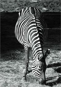 Close-up of zebra on white background