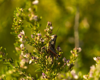 Close-up of insect on plant