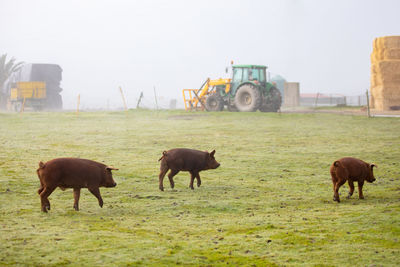 Horses grazing in a field