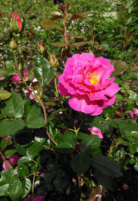 Close-up of pink flowers blooming outdoors