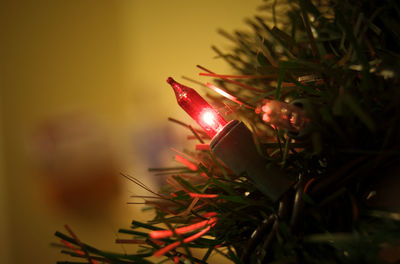 Close-up of christmas tree at night