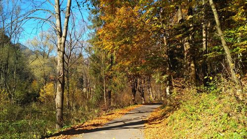 Road amidst trees in forest during autumn