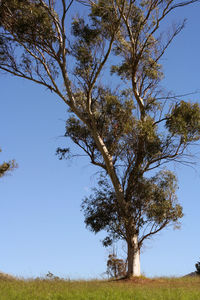 Tree on field against clear blue sky