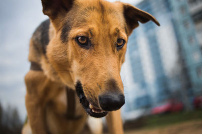 Close-up portrait of dog looking away