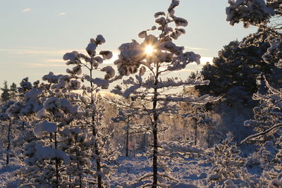 Sun shining through trees