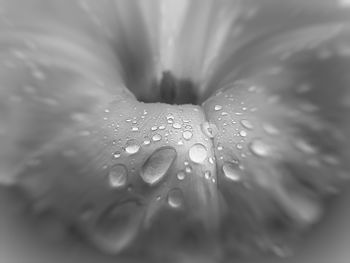 Macro shot of water drops on leaf