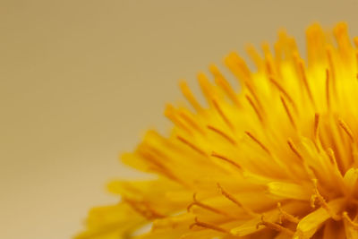 Close-up of yellow flower against orange background