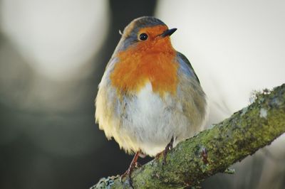 Close-up of bird perching on railing