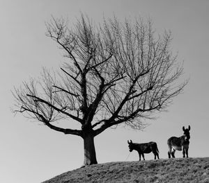 View of dead tree on field against sky