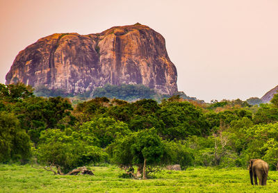 Trees on mountain against clear sky