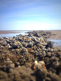 Surface level of rocks on beach