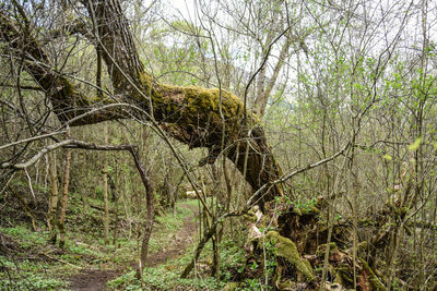 View of a forest