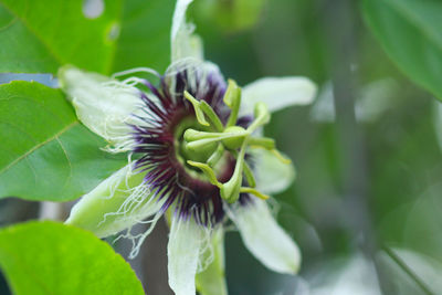 Close-up of purple flowering plant