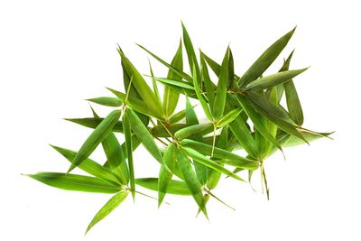 Close-up of fresh green leaves against white background