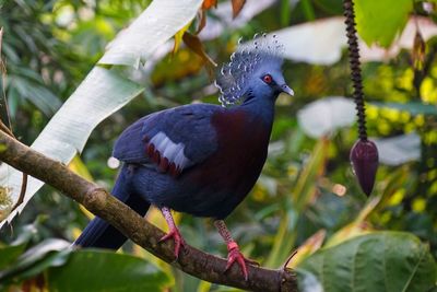 Close-up of bird perching on branch