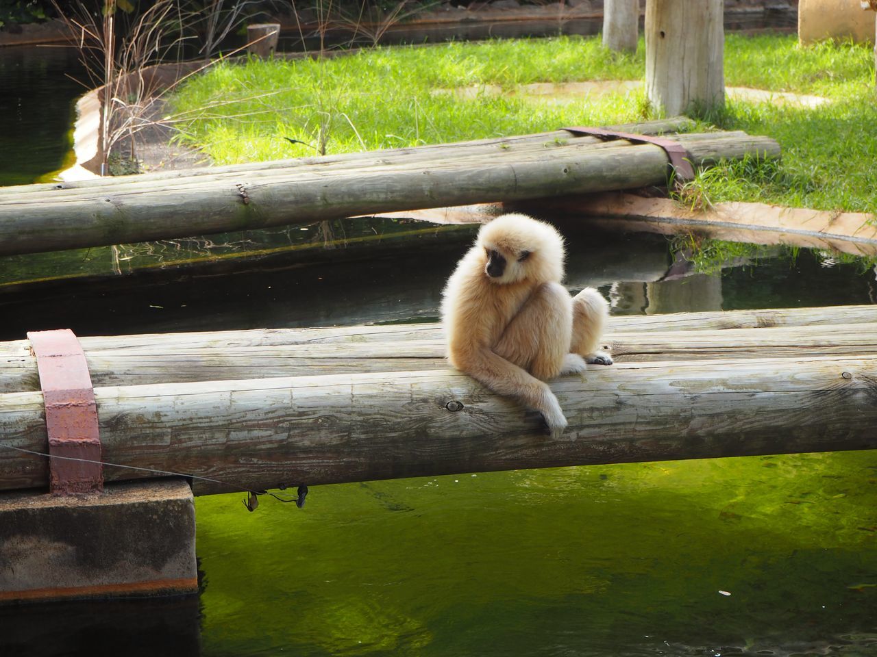 MONKEY SITTING ON WOOD AGAINST PLANTS IN ZOO