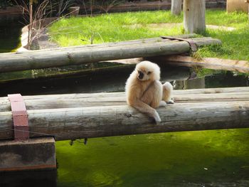 Monkey sitting on wood in zoo