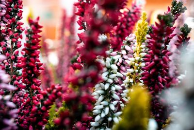 Close-up of red flowering plant