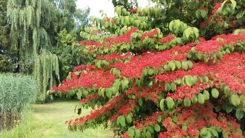 Close up of red flowers blooming on tree